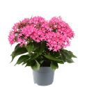 Bild von EJ Pentas P19 Pink Deep